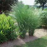 Prydnadsgräs Glansmiskantus Omnia Garden Japanskt Gräs Gracillimus