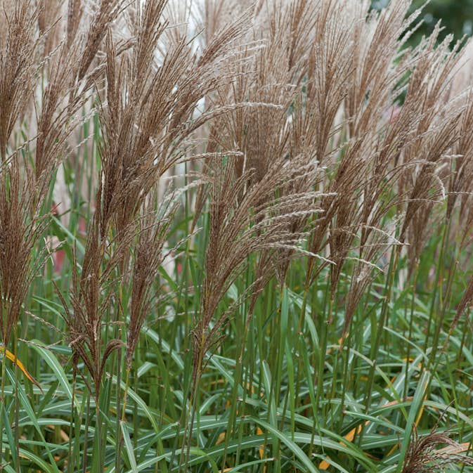 Prydnadsgräs Glansmiskantus Omnia Garden Japanskt Gräs Malepartus