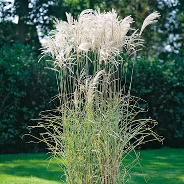 Prydnadsgräs Glansmiskantus Omnia Garden Japanskt Gräs Silberfeder