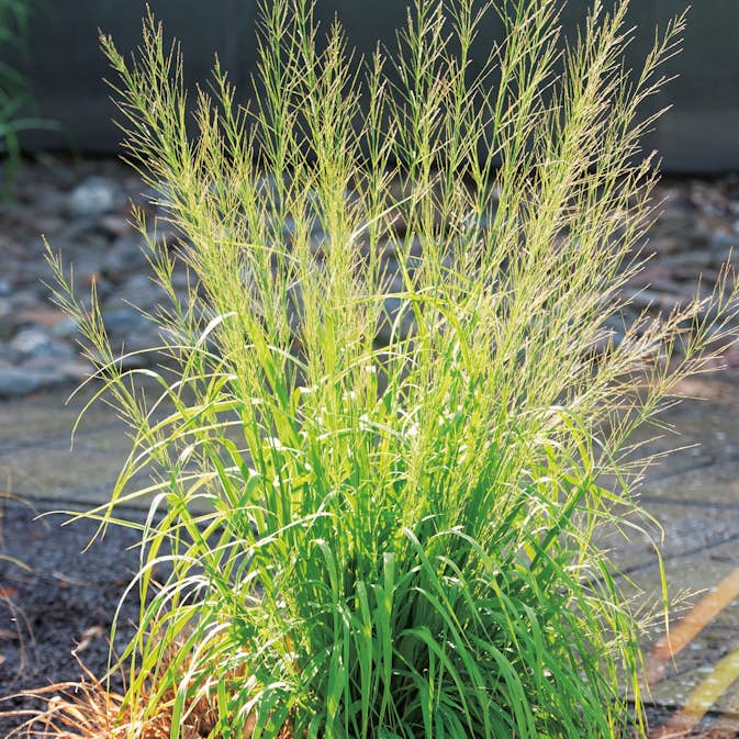 Prydnadsgräs Jättetåtel @Plant Transparent