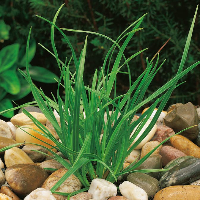 Prydnadsgräs Omnia Garden Vårälväxing