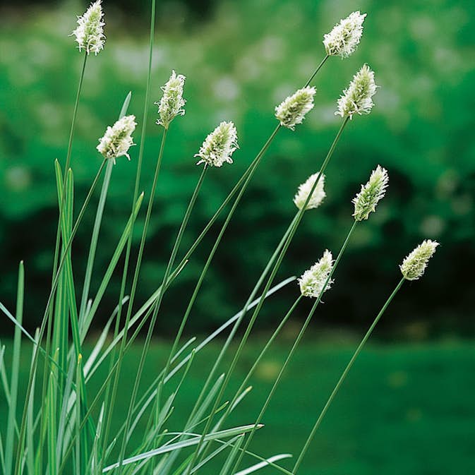 Prydnadsgräs Omnia Garden Glansälväxing