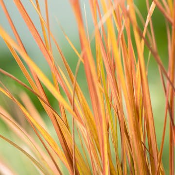 Prydnadsgräs Omnia Garden Fasanfjädergräs Sirocco