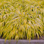 Prydnadsgräs Omnia Garden Hakonegräs Hakonechloa Macra Stor Kruka
