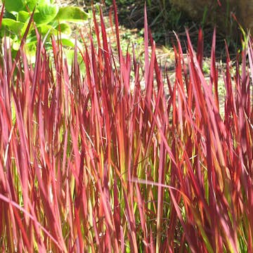 Prydnadsgräs Omnia Garden Japanskt Blodgräs