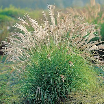 Prydnadsgräs Omnia Garden Glansmiskantus Adagio