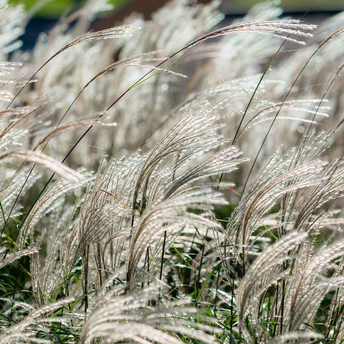 Prydnadsgräs Omnia Garden Glansmiskantus Adagio
