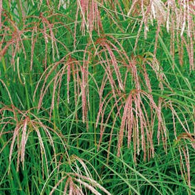 Prydnadsgräs Omnia Garden Glansmiskantus Flamingo