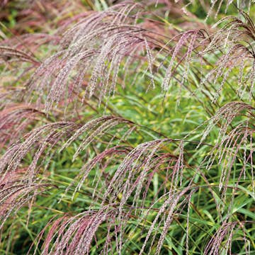 Prydnadsgräs Omnia Garden Glansmiskantus Little Zebra