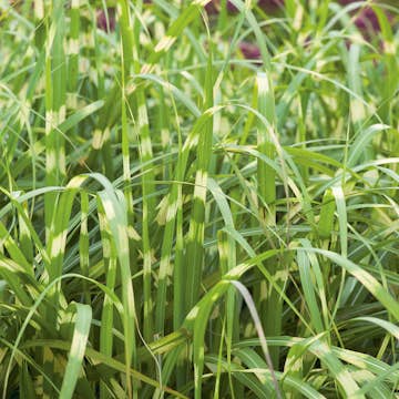 Prydnadsgräs Omnia Garden Glansmiskantus Little Zebra