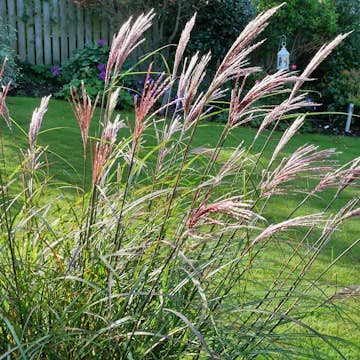 Prydnadsgräs Omnia Garden Glansmiskantus Red Chief