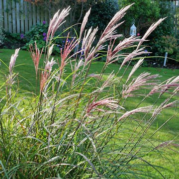 Prydnadsgräs Omnia Garden Glansmiskantus Red Chief
