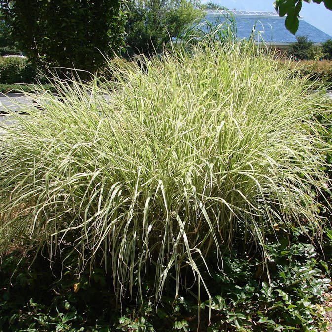 Planta @Plant Vitrandig miskantus