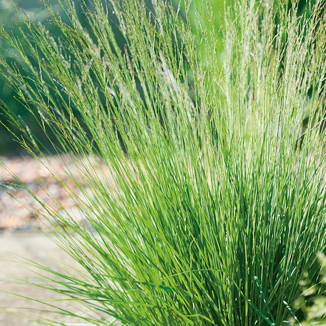 Prydnadsgräs Omnia Garden Blåtåtel Edit Dudszuz