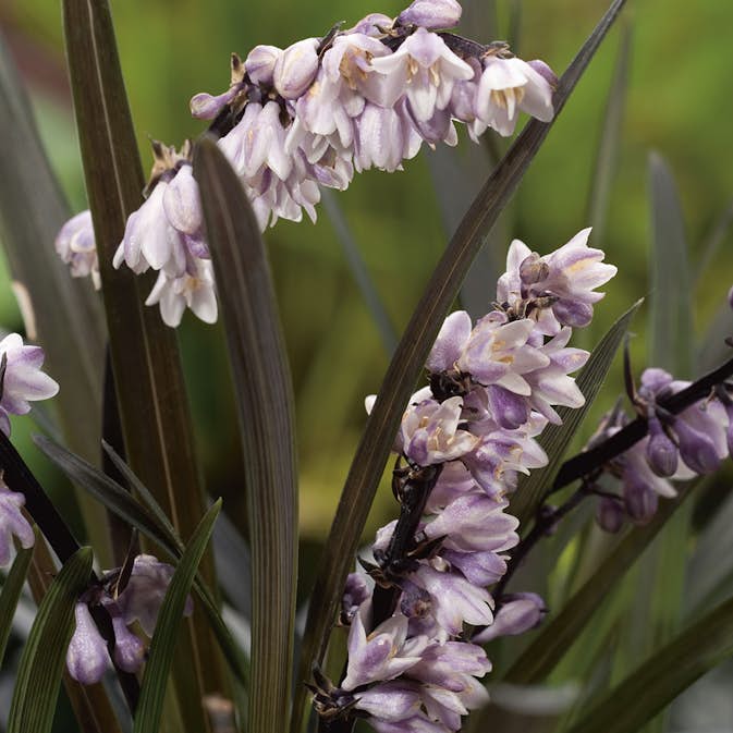 Perenn Omnia Garden Mörkt Ormskägg Niger