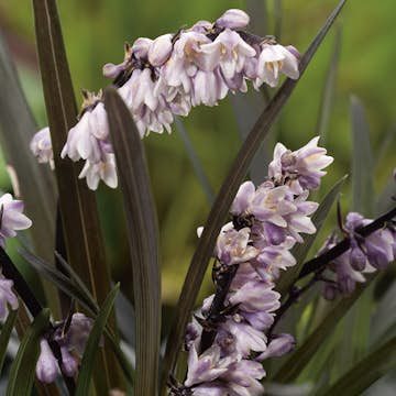 Perenn Omnia Garden Mörkt Ormskägg Niger