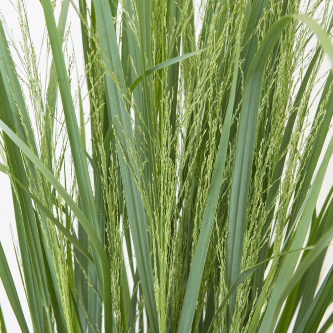 Prydnadshirs Omnia Garden Northwind