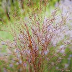 Prydnadsgräs Omnia Garden Jungfruhirs Squaw