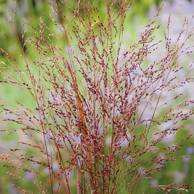 Prydnadsgräs Omnia Garden Jungfruhirs Squaw