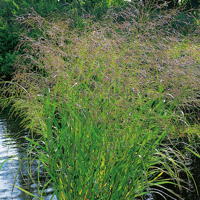 Prydnadsgräs Omnia Garden Jungfruhirs Squaw