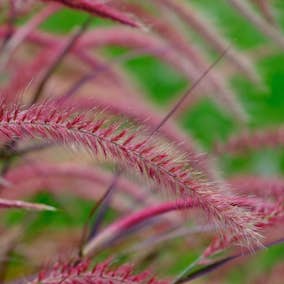 Prydnadsgräs Omnia Garden Fjäderborstgräs Fireworks