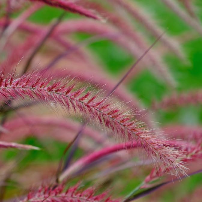 Prydnadsgräs Omnia Garden Fjäderborstgräs Fireworks