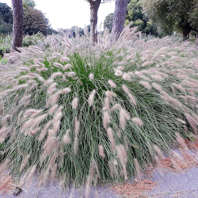 Prydnadsgräs Omnia Garden Lampborstgräs Hameln
