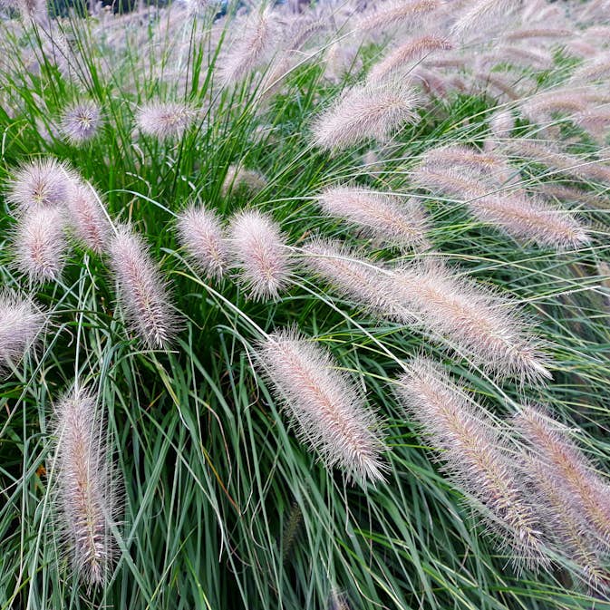 Prydnadsgräs Omnia Garden Lampborstgräs Hameln