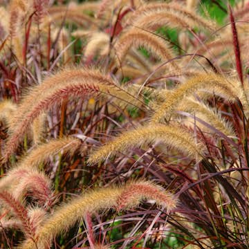 Prydnadsgräs Omnia Garden Fjäderborstgräs Rubrum