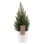 Julgran Omnia Garden Sockertopp C2 60-65 cm Med Kruka i Vit Zink