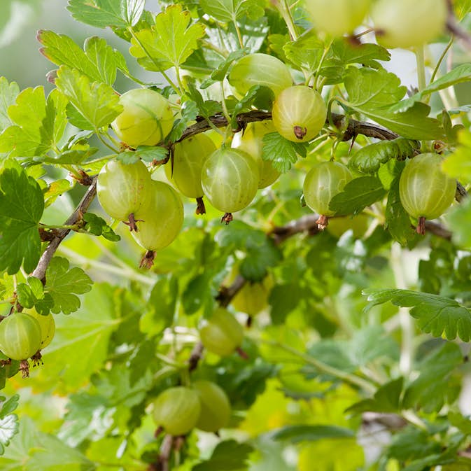 Buske Gula Krusbär Omnia Garden Stam 40-60 sth