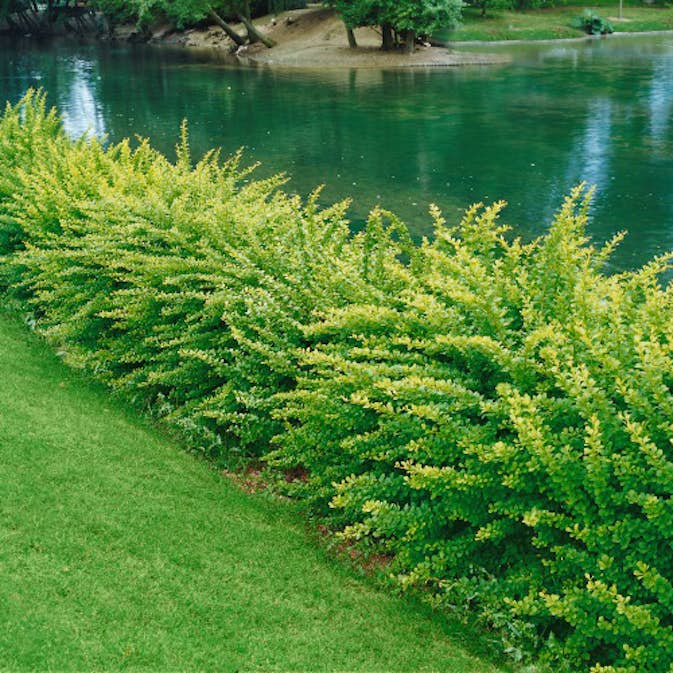 Häckberberis 30-50cm, 10st