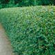 Häckoxbär Omnia Garden 30-50 cm