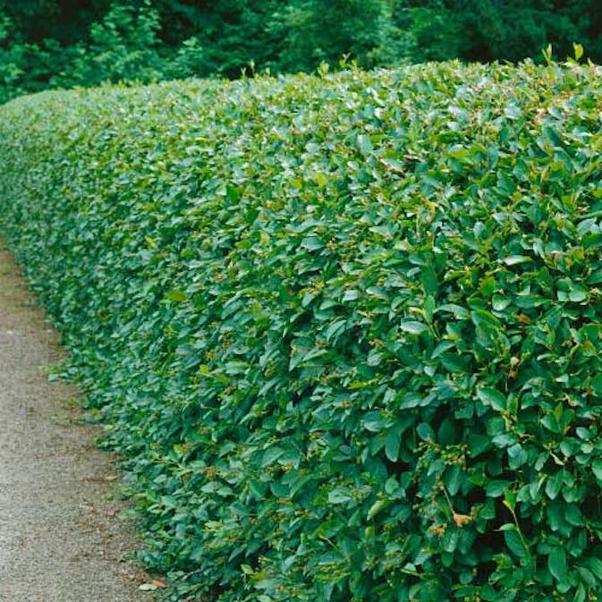 Häckoxbär Omnia Garden 60-100 cm