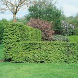 Häckplantor
