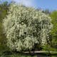 Prydnadsträd Omnia Garden Hägg, Vit Blomning & Grönt Lövverk, 120-175 cm