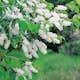 Häck Omnia Garden Hägg 50-80 cm