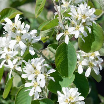 Bärhäggmispel Omnia Garden Amelanchier Alnifolia 50-80 cm