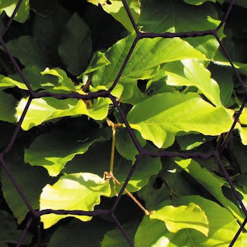 Hönsnät HORTUS Svart