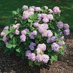 Prydnadsbuske Omnia Garden Hortensia Blå