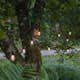Ljusslinga Star Trading String Light Outdoor