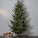 Plastgran Star Trading Uppsala 210 cm Up-swept