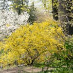 Prydnadsbuske Omnia Garden Prydnadsbuske Hybridforsythia 125-150cm
