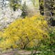 Prydnadsbuske Omnia Garden Prydnadsbuske Hybridforsythia 125-150cm
