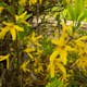 Prydnadsbuske Omnia Garden Prydnadsbuske Hybridforsythia 125-150cm