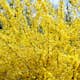 Prydnadsbuske Omnia Garden Prydnadsbuske Hybridforsythia 125-150cm