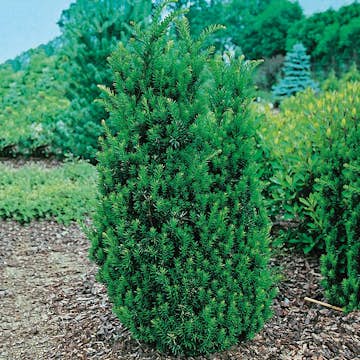 Idegran Hybrid Omnia Garden Hillii 30-40 cm