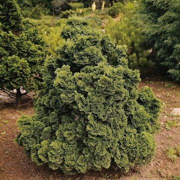 Japansk Ädelcypress Omnia Garden Nana Gracilis 20-25 cm