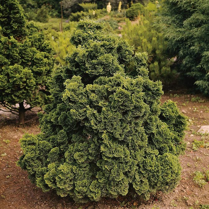 Japansk Ädelcypress Omnia Garden Nana Gracilis 20-25 cm