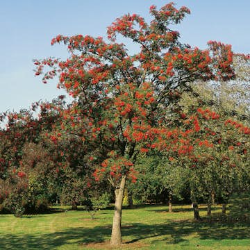 Prydnadsträd Japansk Rönn Omnia Garden 150-200 cm